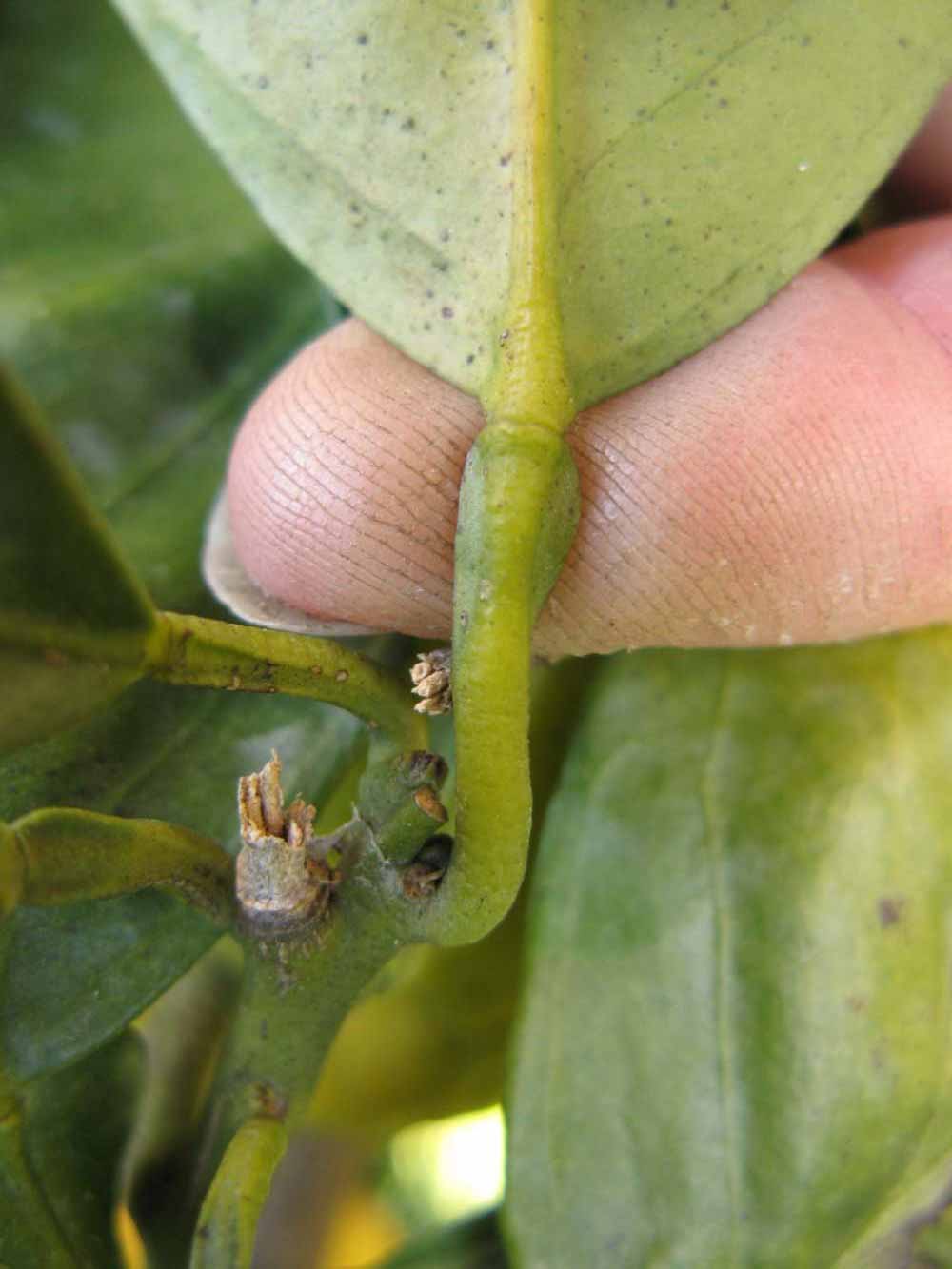              Petiole (Winter Haven, FL)       